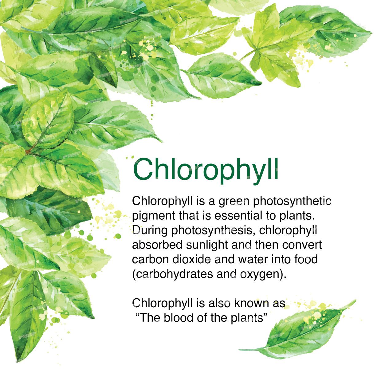 Phyto Chlorophyll Plus Liquid 长春叶绿素 (500ml)