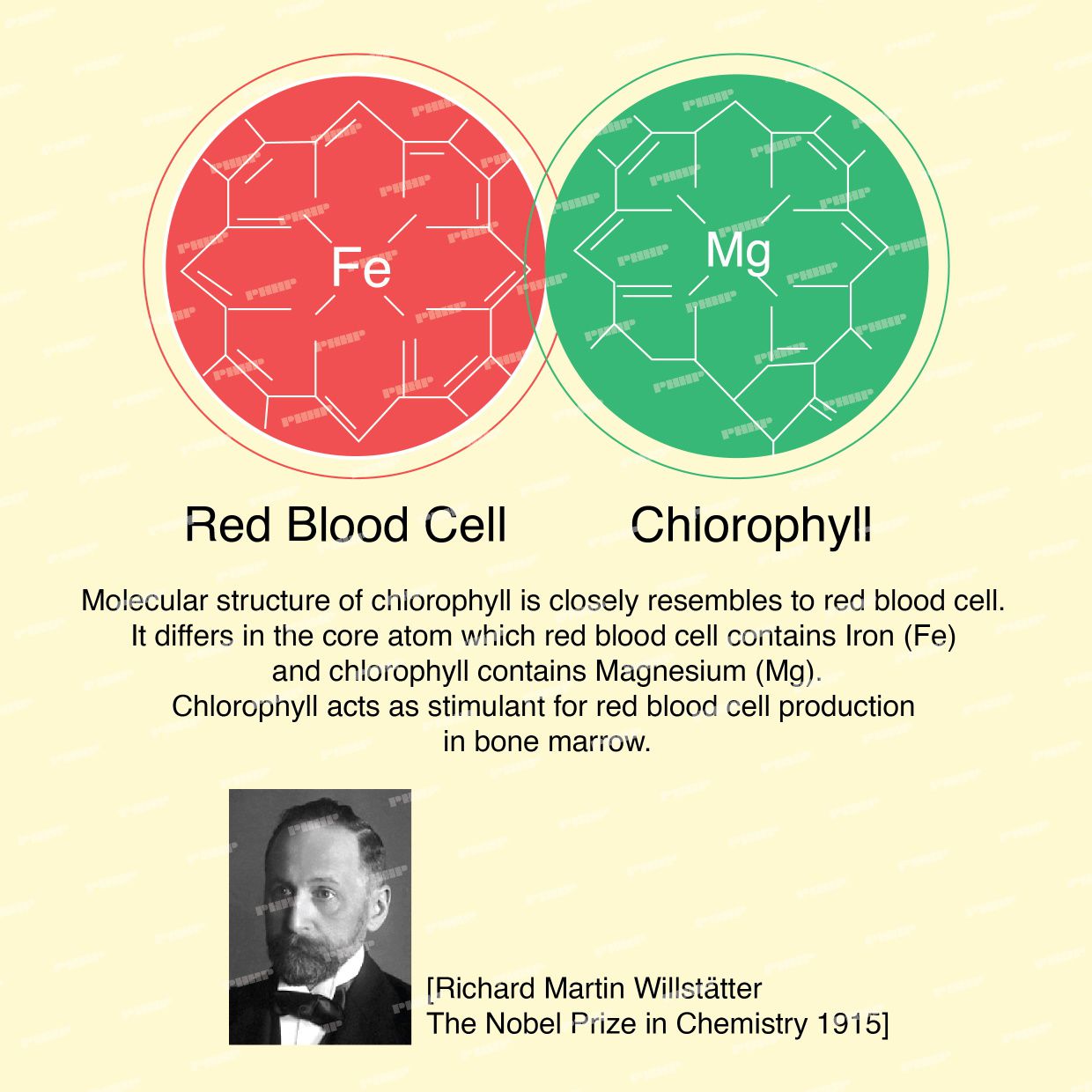 Phyto Chlorophyll Plus Liquid 长春叶绿素 (500ml)